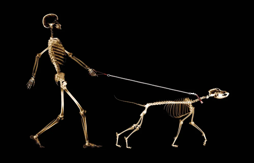 Skeleton of a skeleton