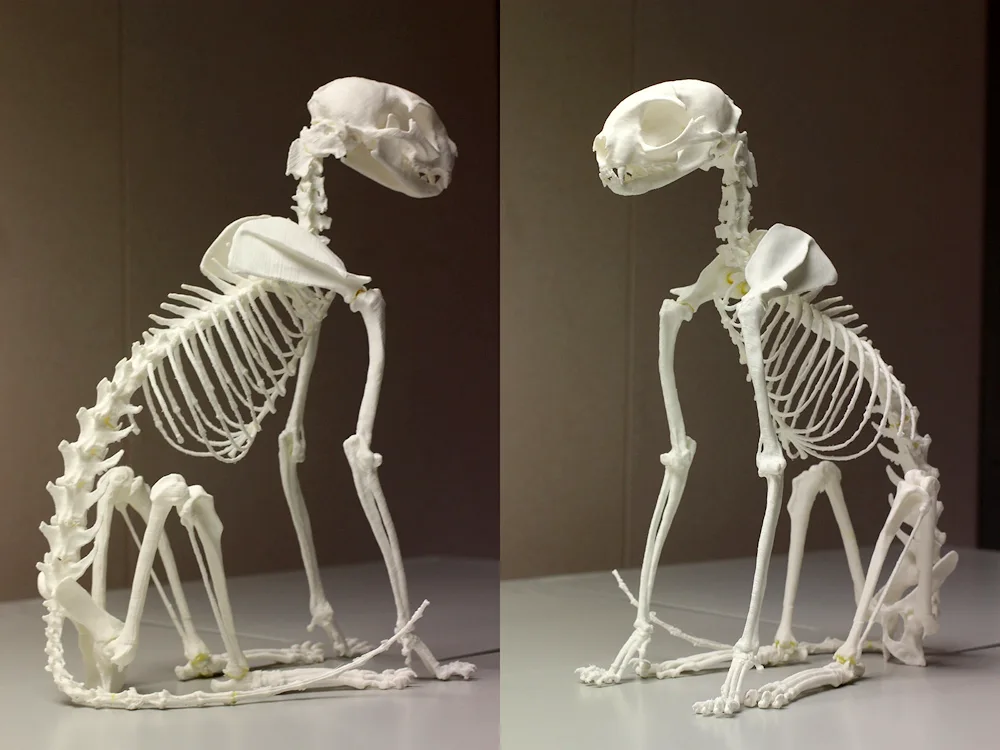 Skeleton of a tiger