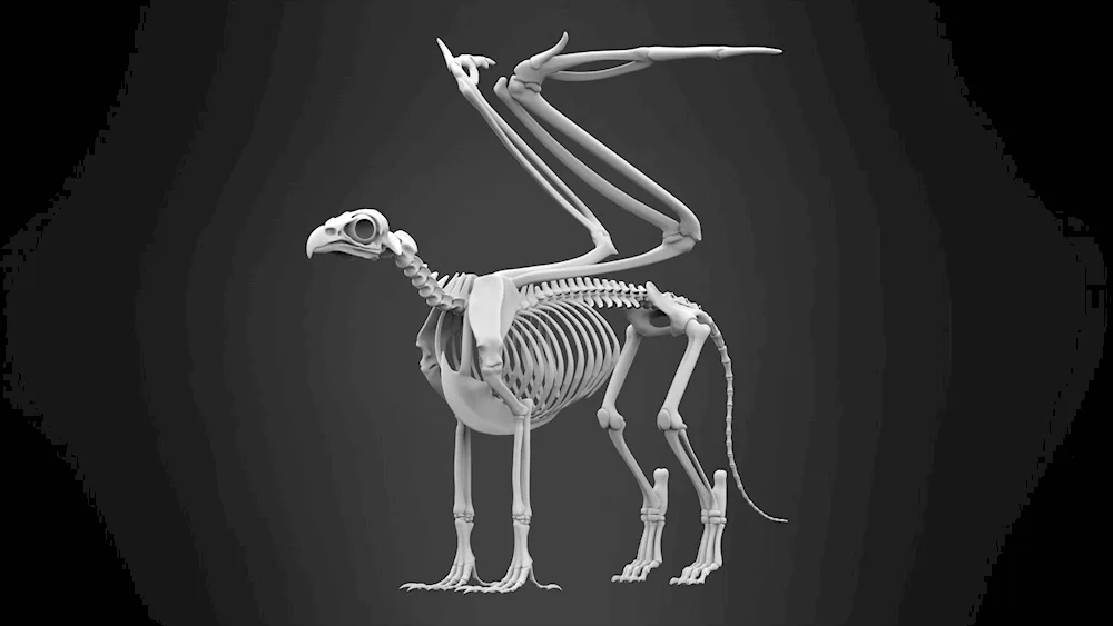 Skeleton 3d model