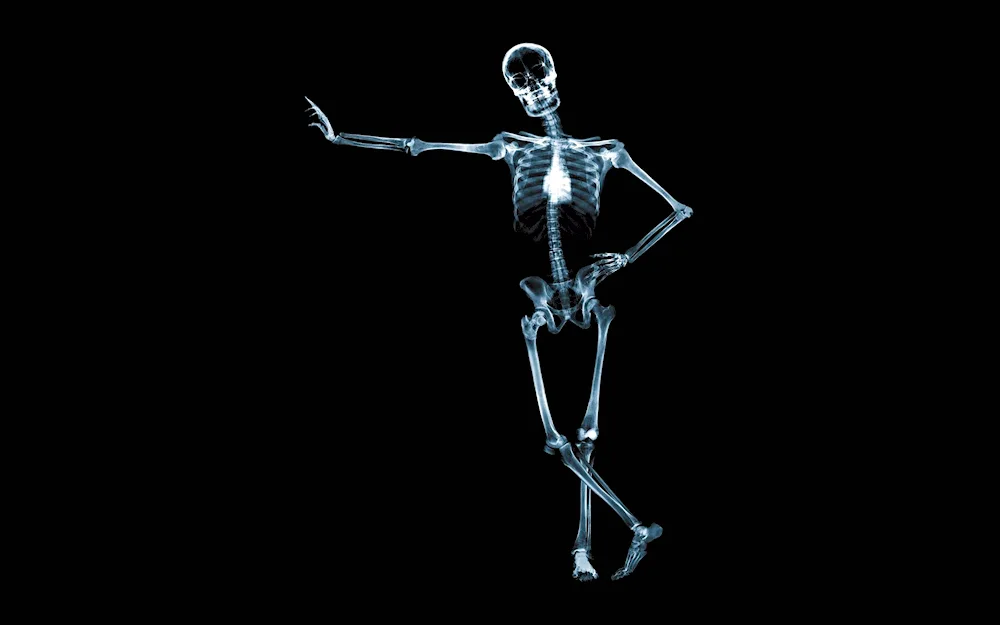 Skeleton of a human being