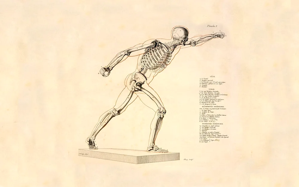 Human skeleton plastic anatomy