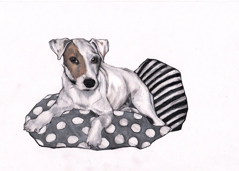 Dog drawings for drawing a doggy