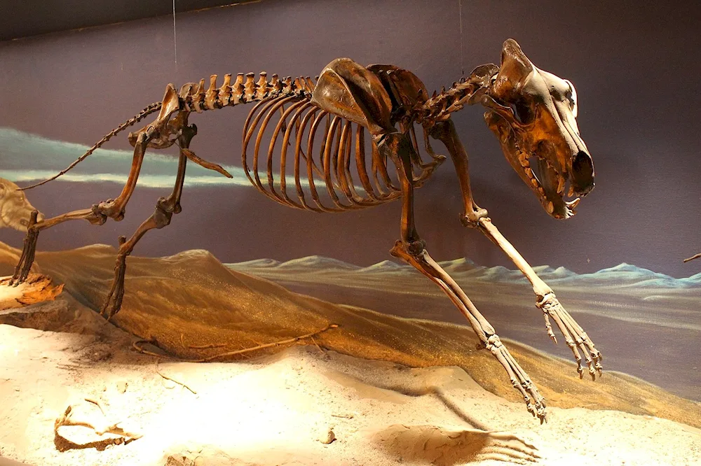 Skeleton of a skeleton