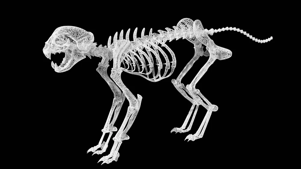 Skeleton of a cat