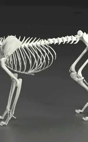 Skeleton of a cat