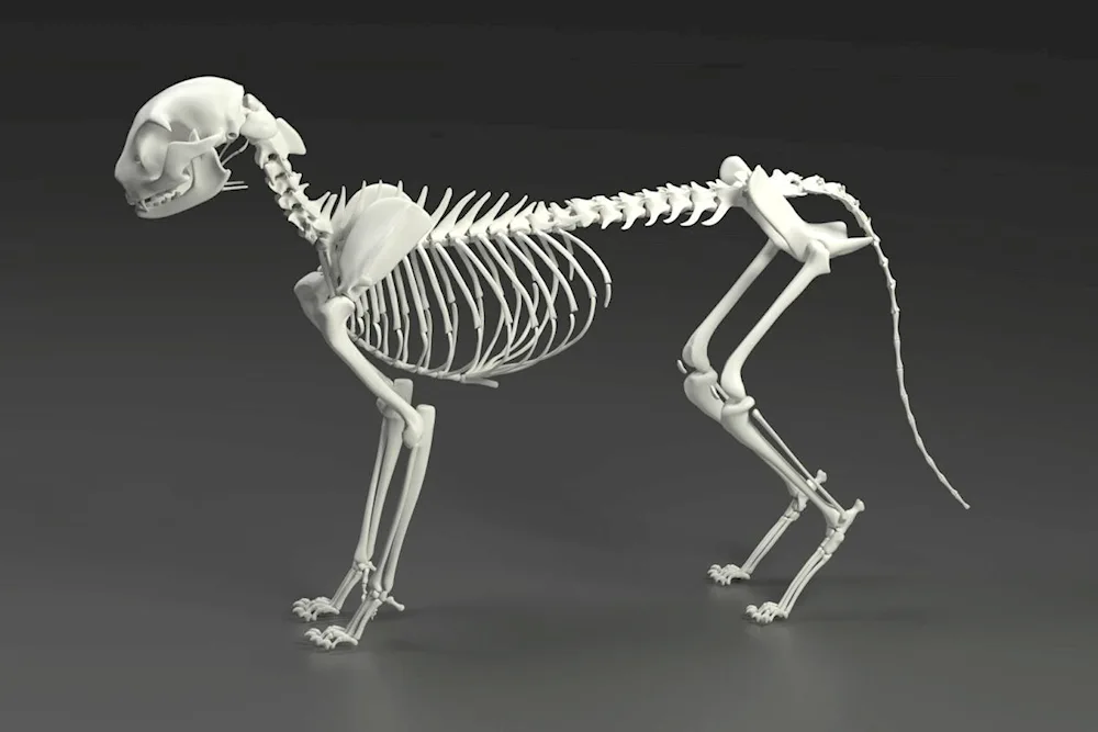 Skeleton of a cat
