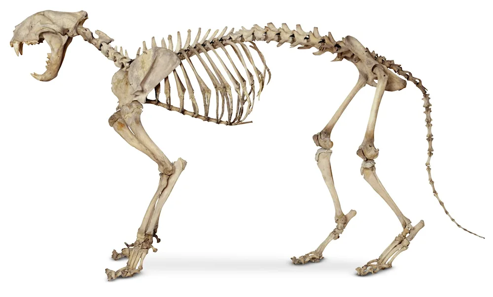 Skeleton of a cat