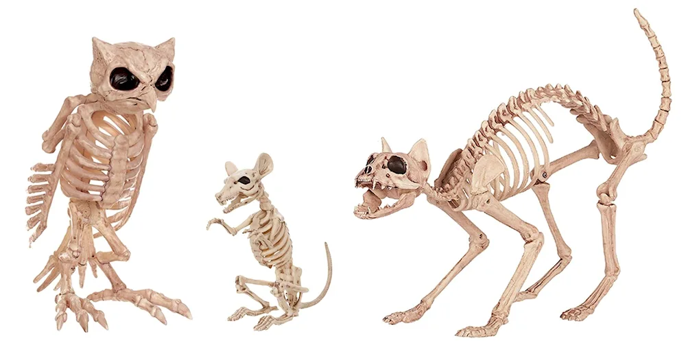 Skeleton of a cat