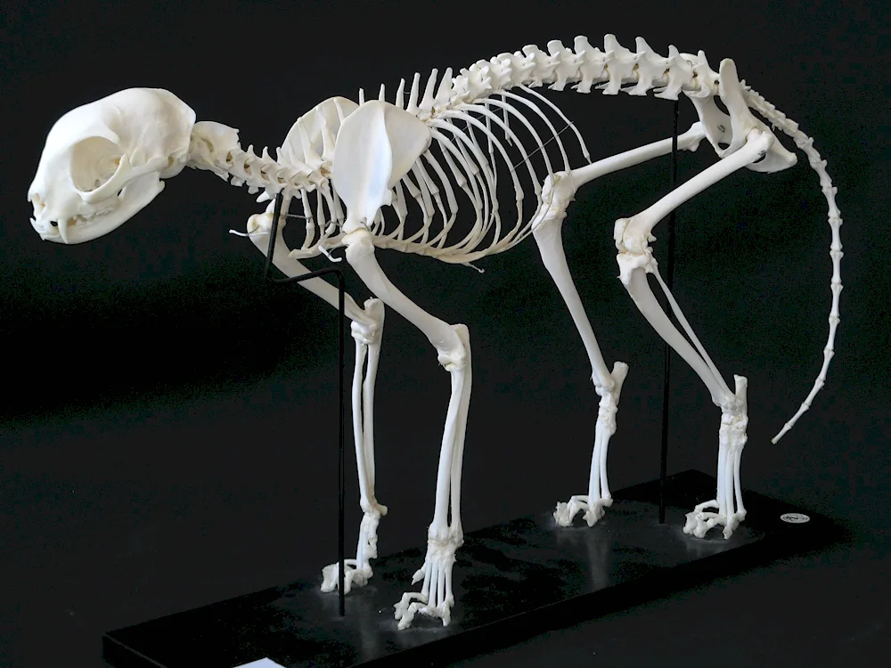 Skeleton of a 3d cat