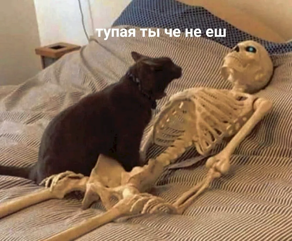 Skeleton of a cat