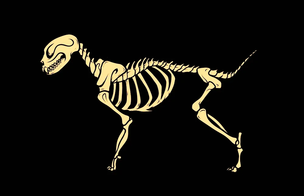 Cat skeleton bones