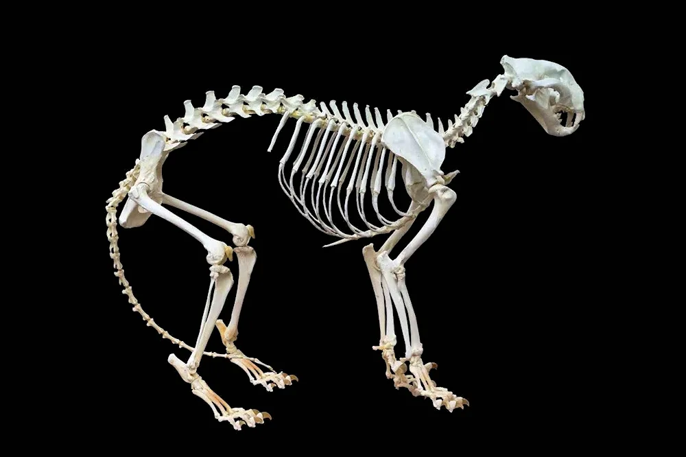 Skeleton of a tiger