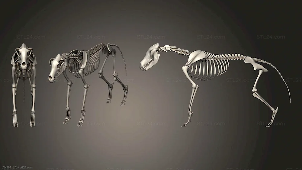 Skeleton of a wolf