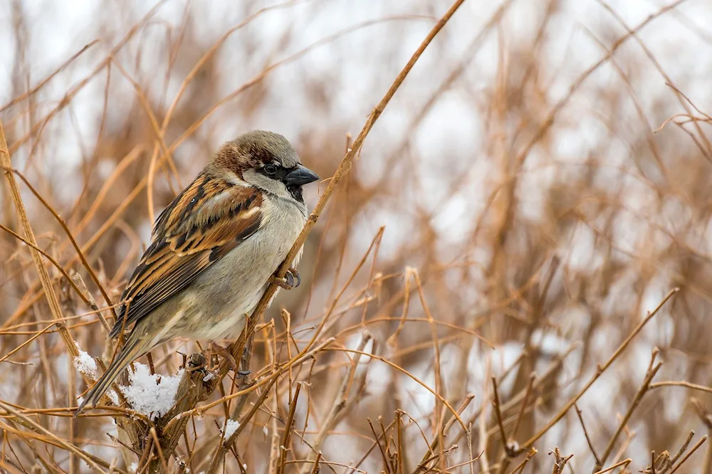 Skeletons of passerines