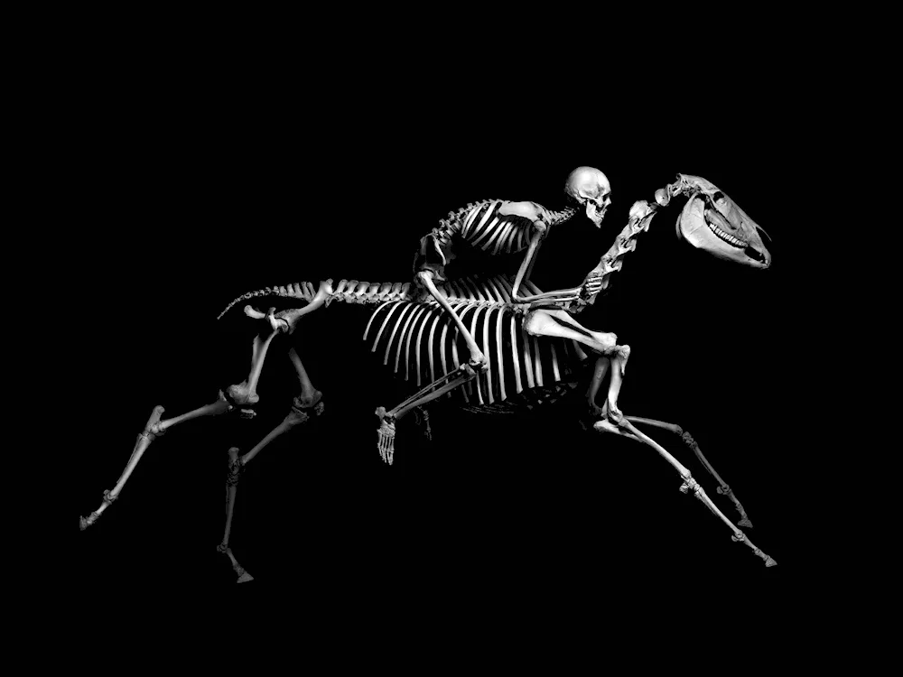 Skull wallpaper