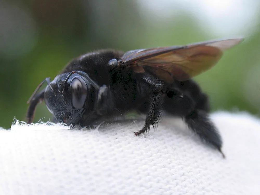 Scolia gigantea black hornet