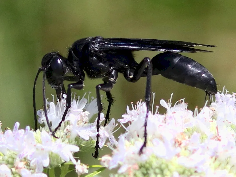 Scolium fly