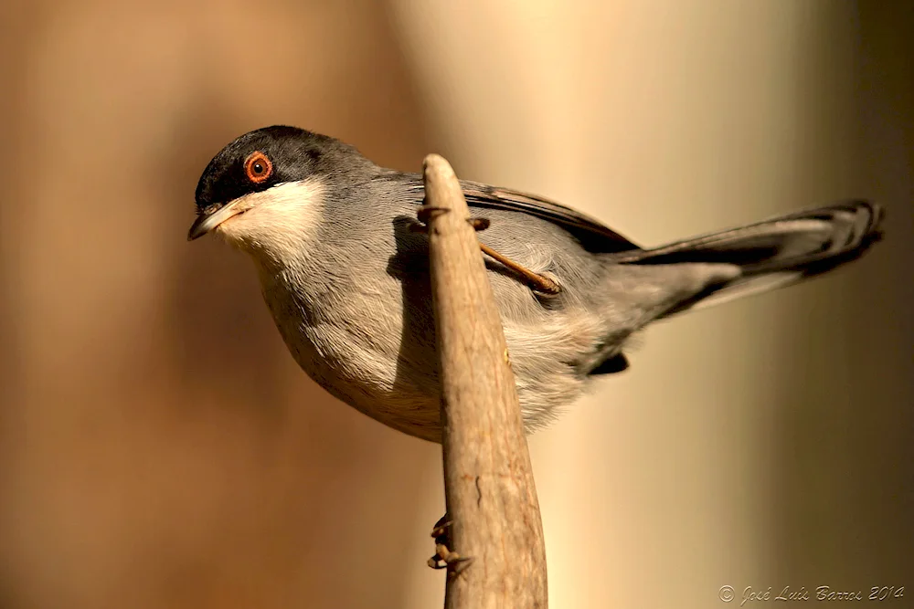 Walsrode Bird Park