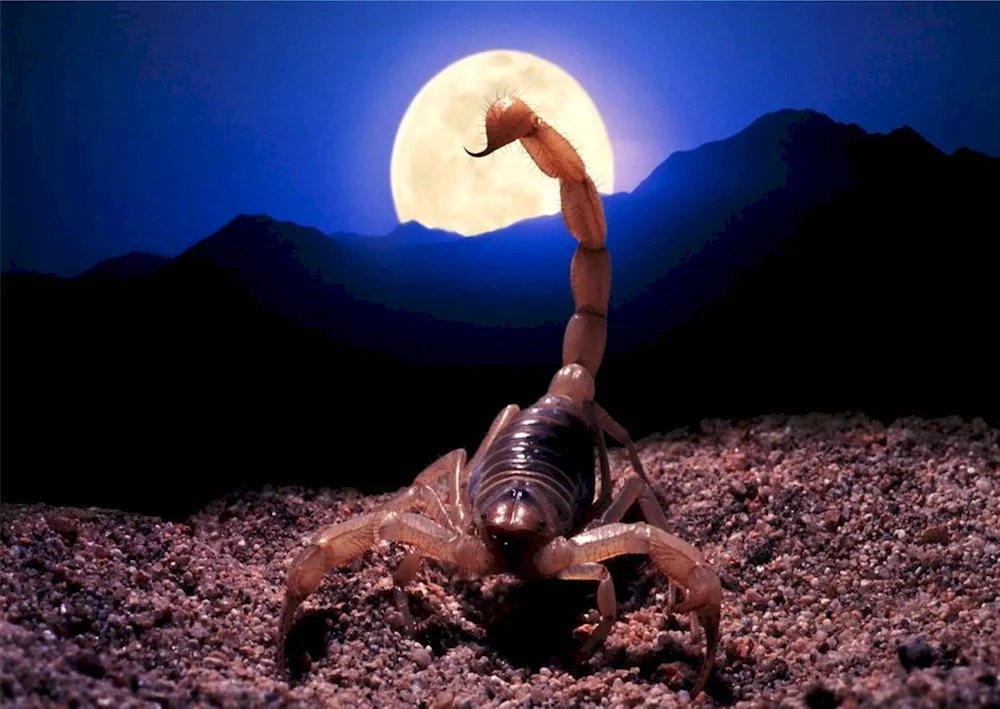 Scorpion