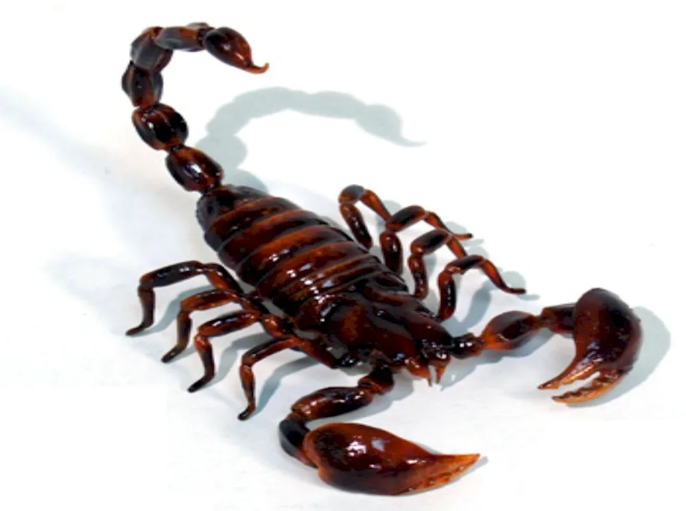 Scorpion Heterometrus cyaneus