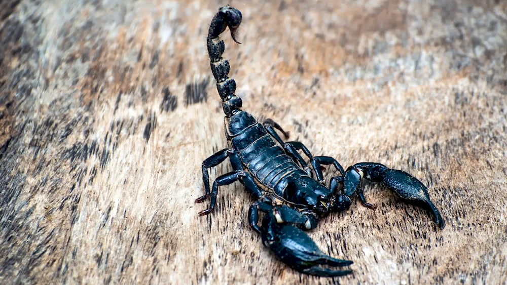 Scorpion Heterometrus cyaneus