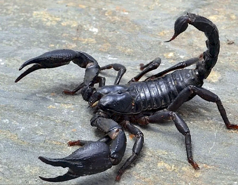 Scorpion Heterometrus cyaneus