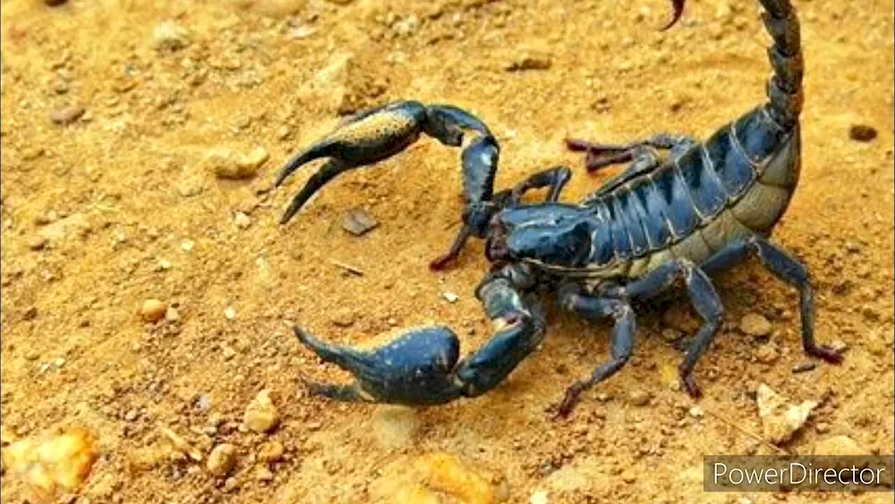 Scorpion Heterometrus cyaneus