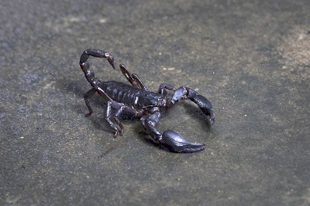 Scorpion