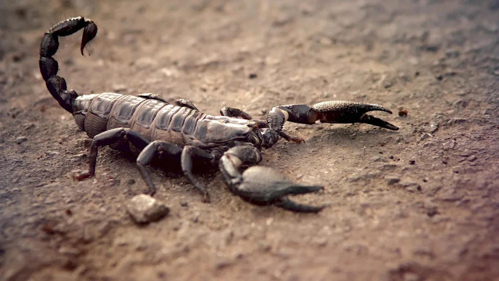 Indian Red Scorpion