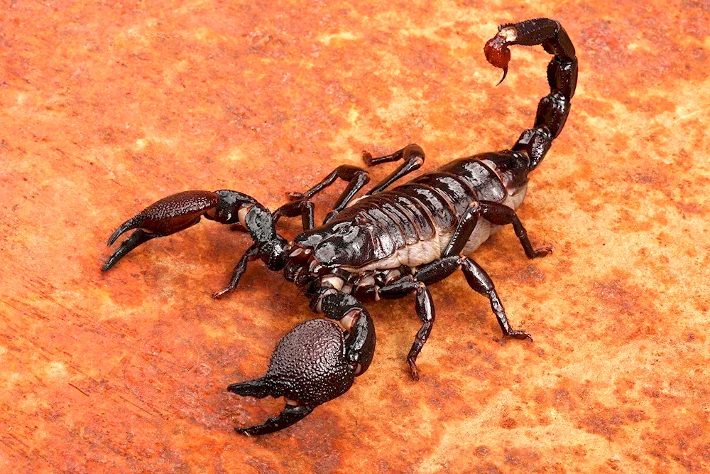 Scorpion pandinus Emperor