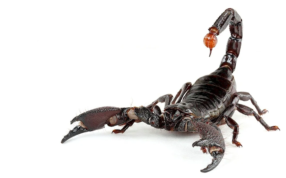 Scorpion