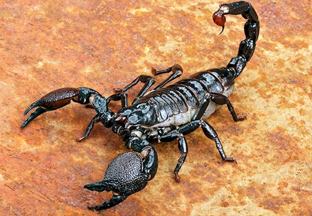 Scorpion pandinus Imperator