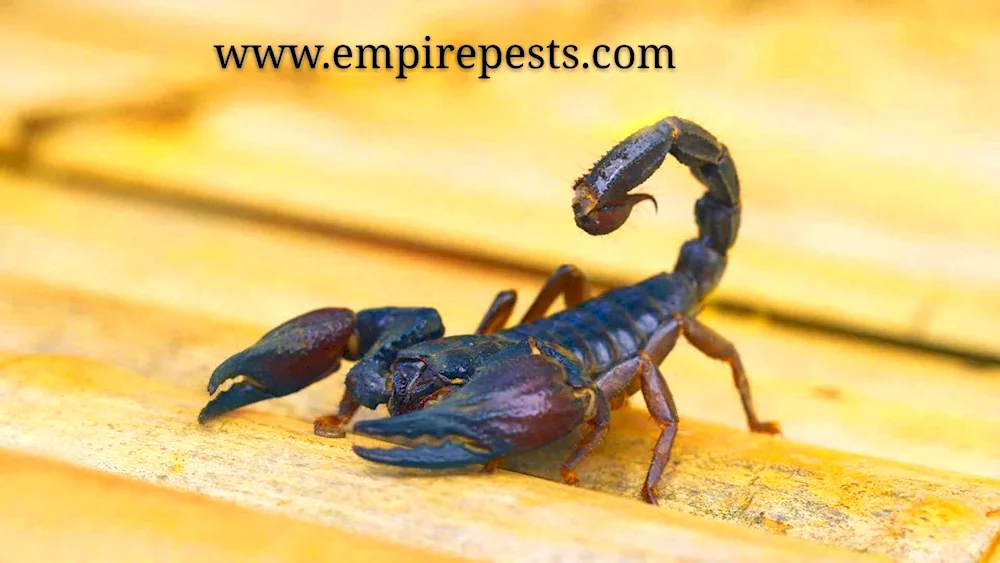 Scorpion pandinus Imperator