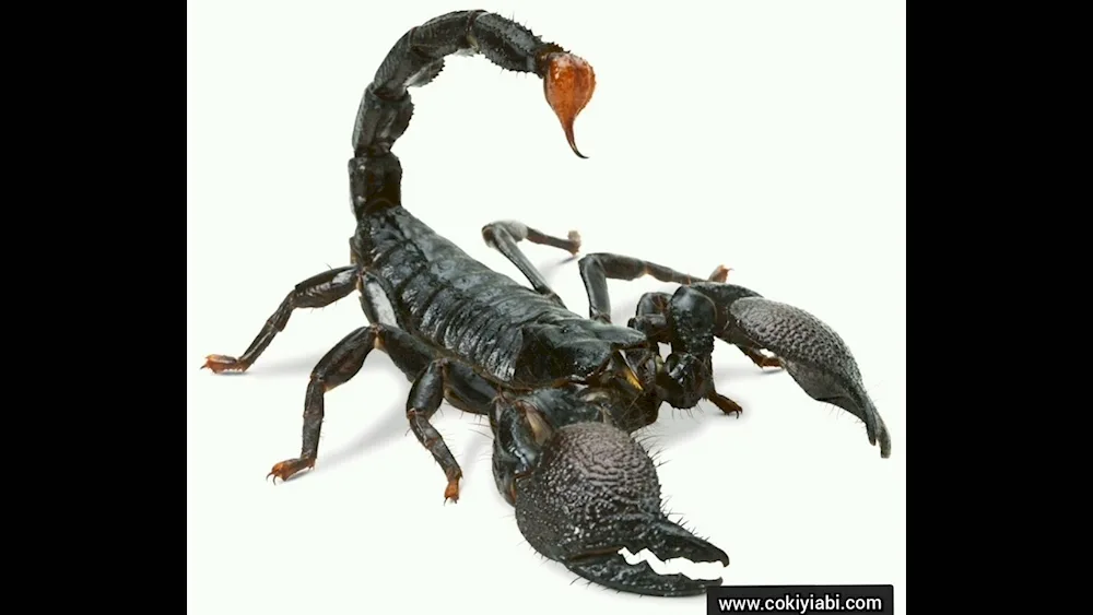 Scorpion pandinus Imperator