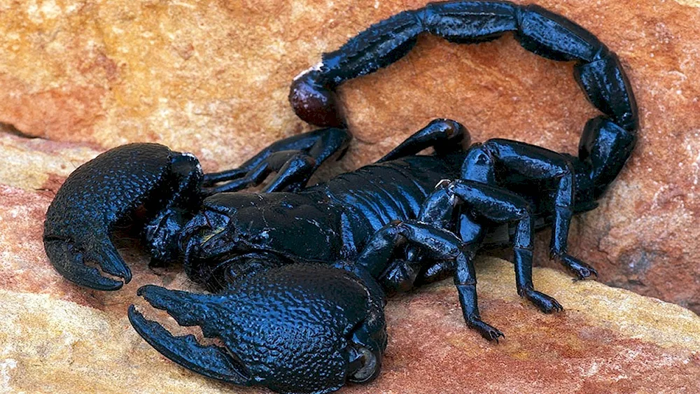 Scorpion Scorpion Euscorpius italicus