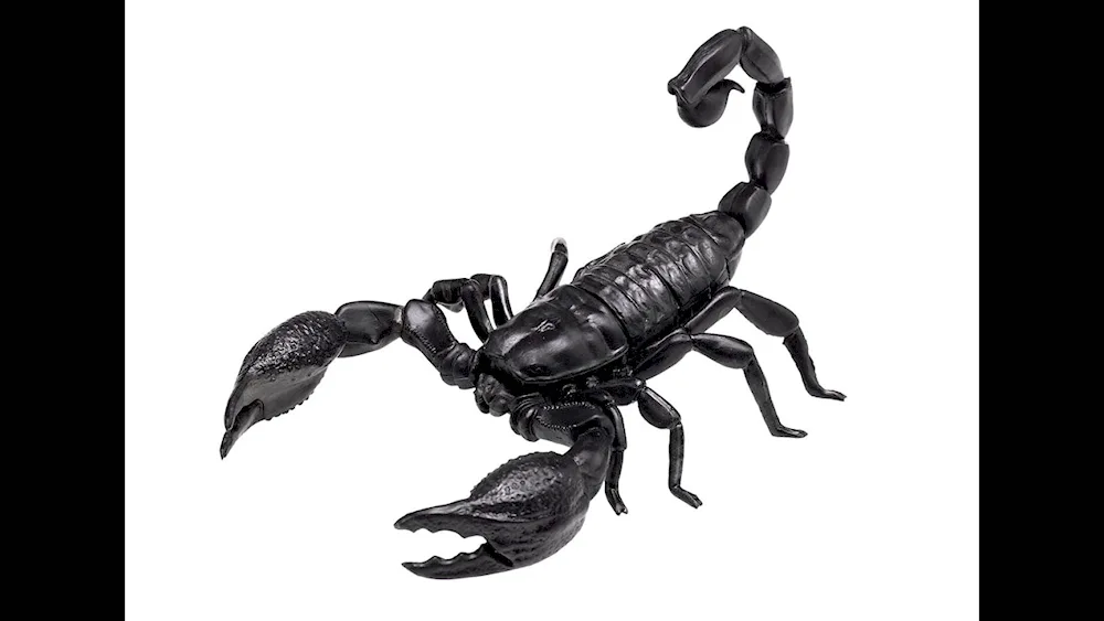 Scorpion Microtityus Minimus