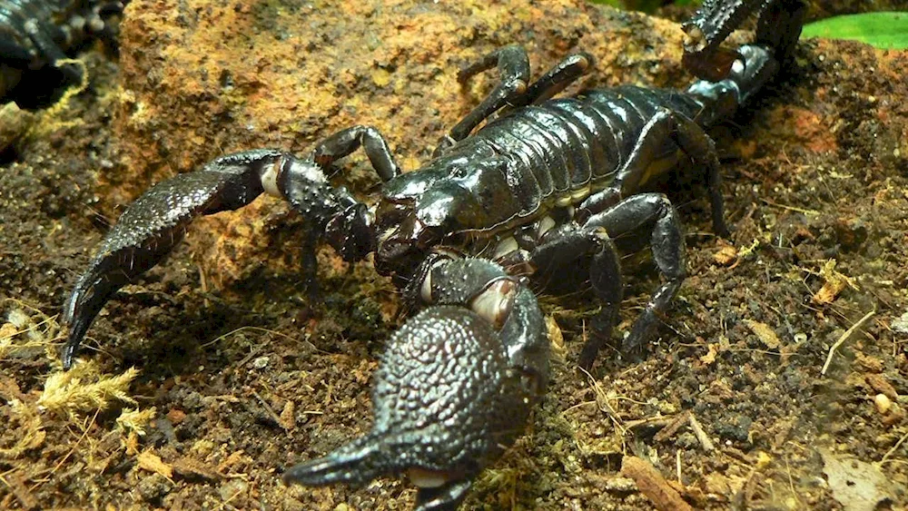 Scorpion Leiurus