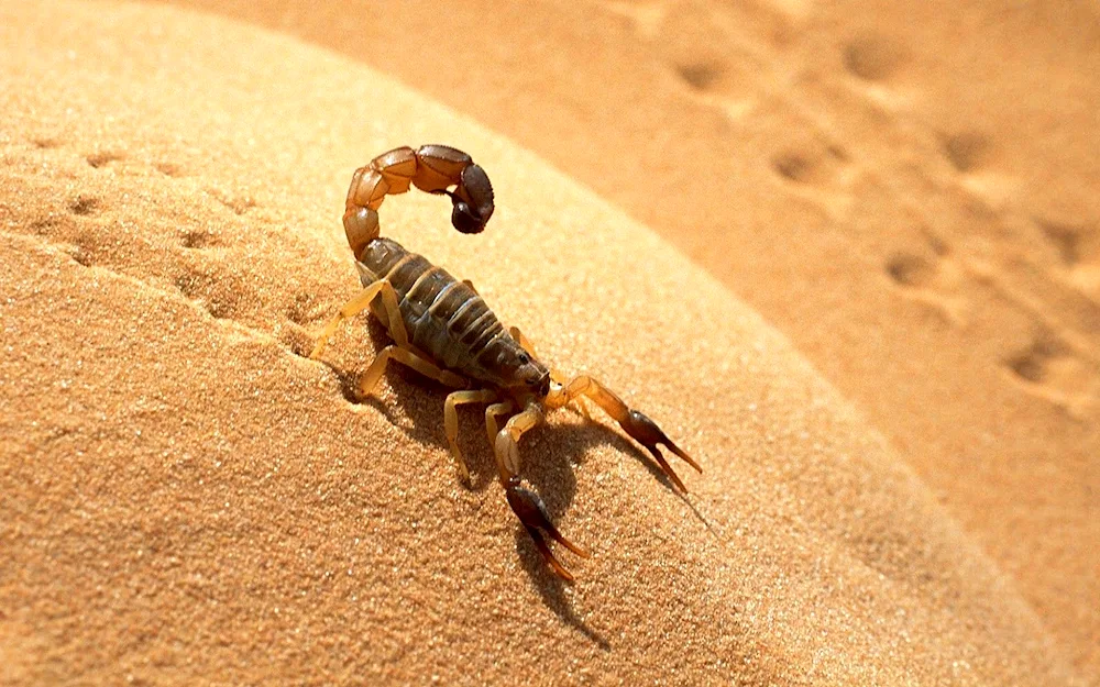 Scorpion in the desert