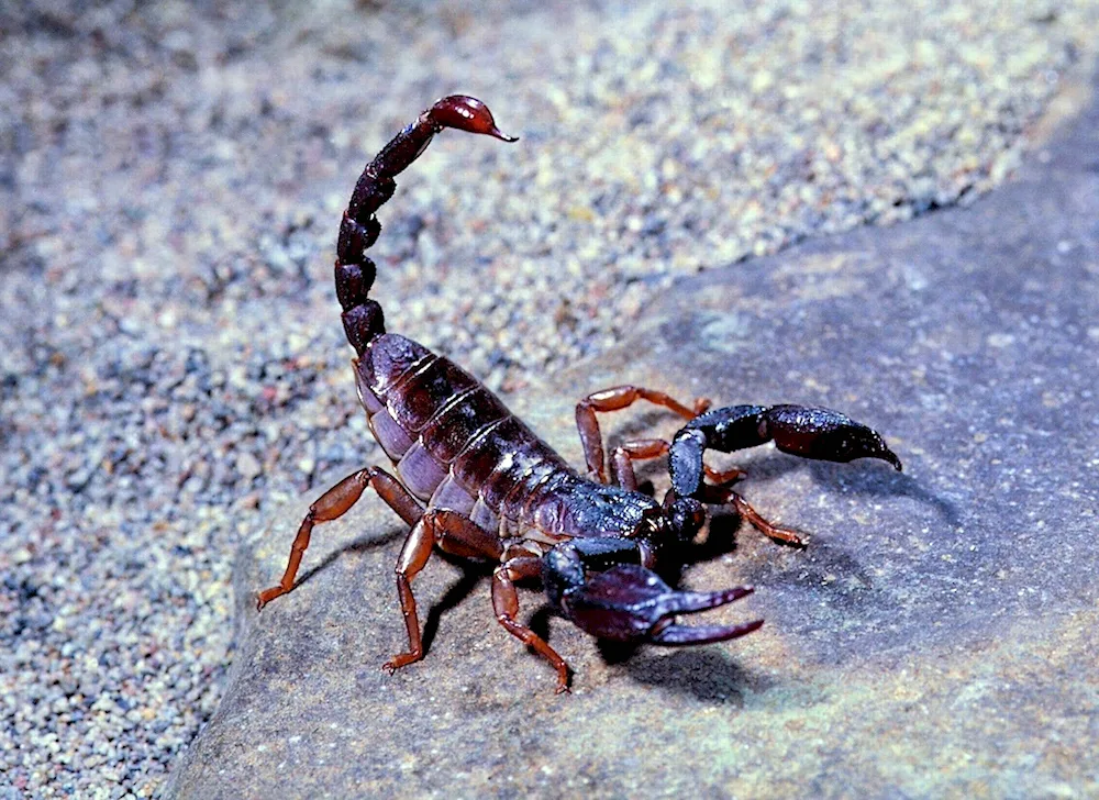 Scorpion