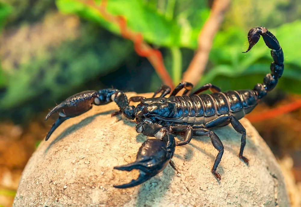 Spider Scorpions