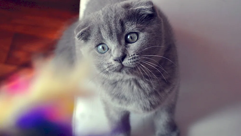 Scottish Fold