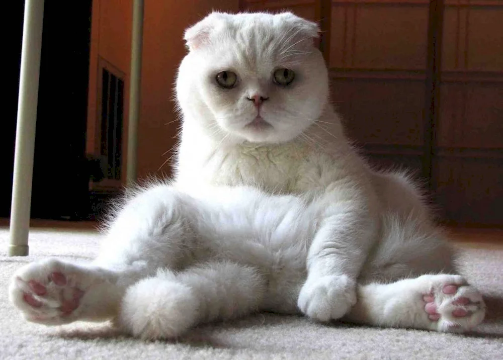 Scottish Lop cat