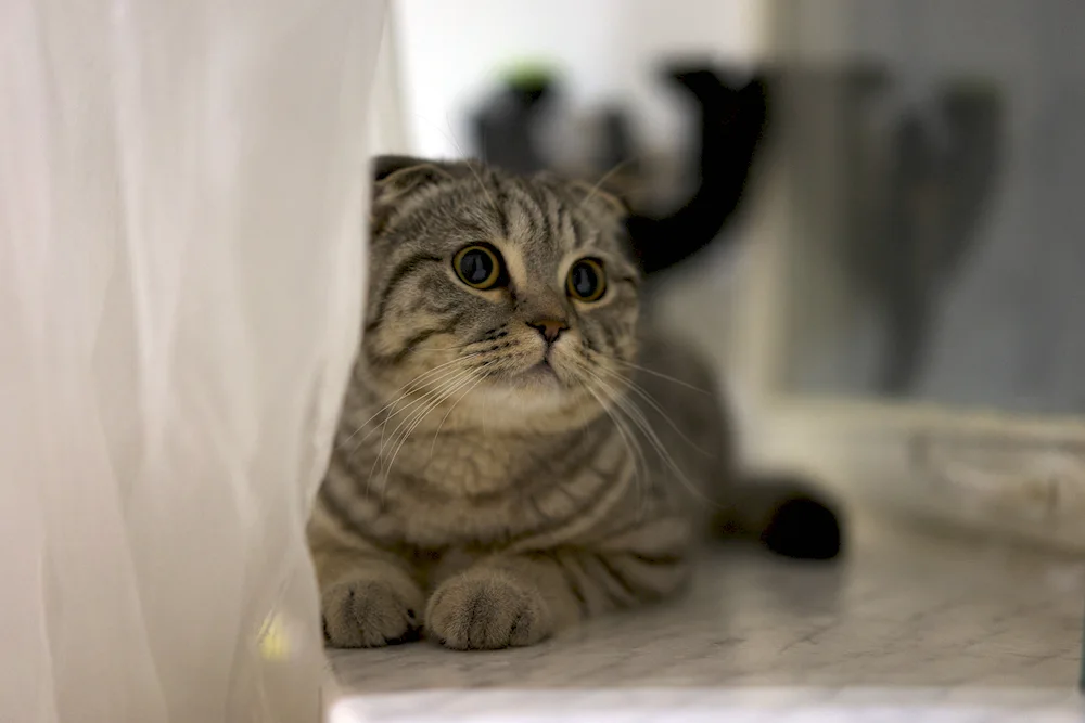 Cat in profile