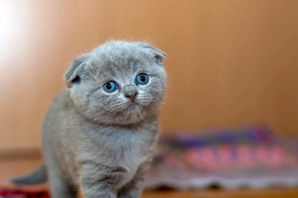 Scottish lop cat