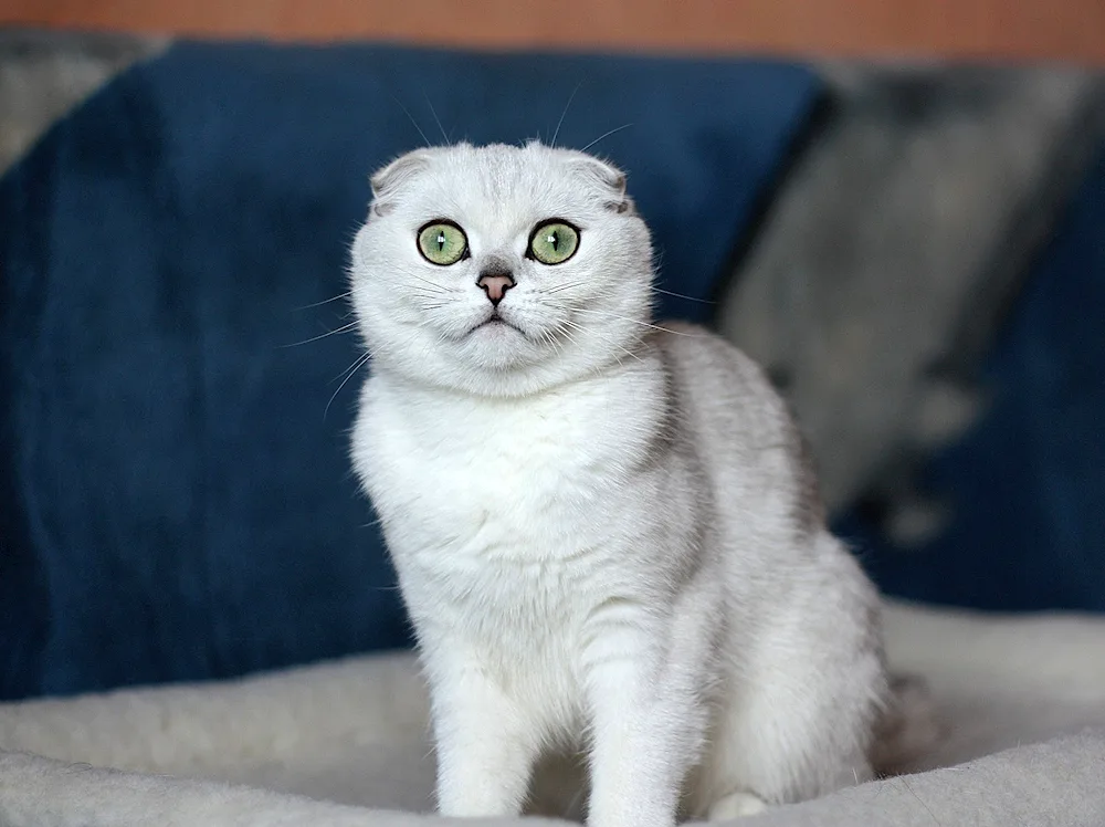 Scottish Fold white