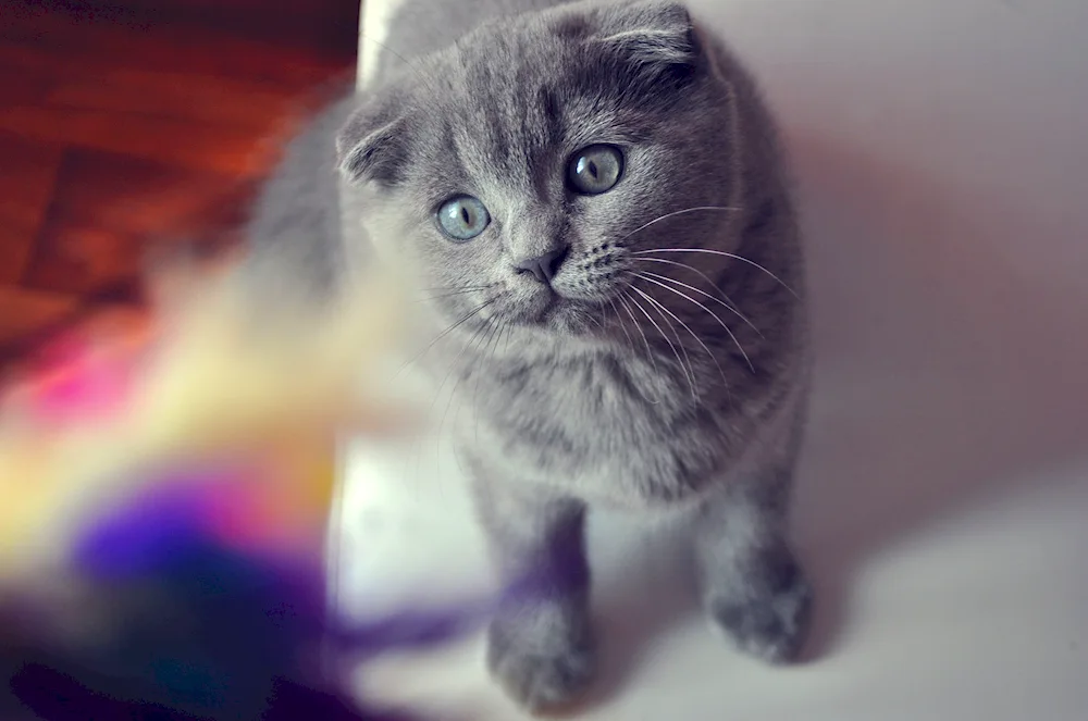 Scottish Fold