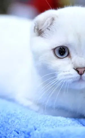 Scottish Fold