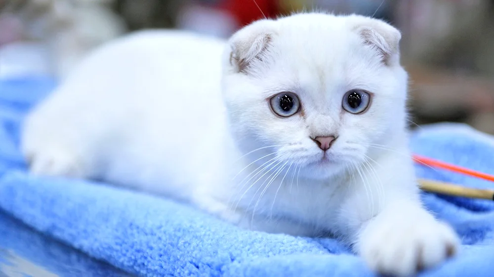 Scottish Fold