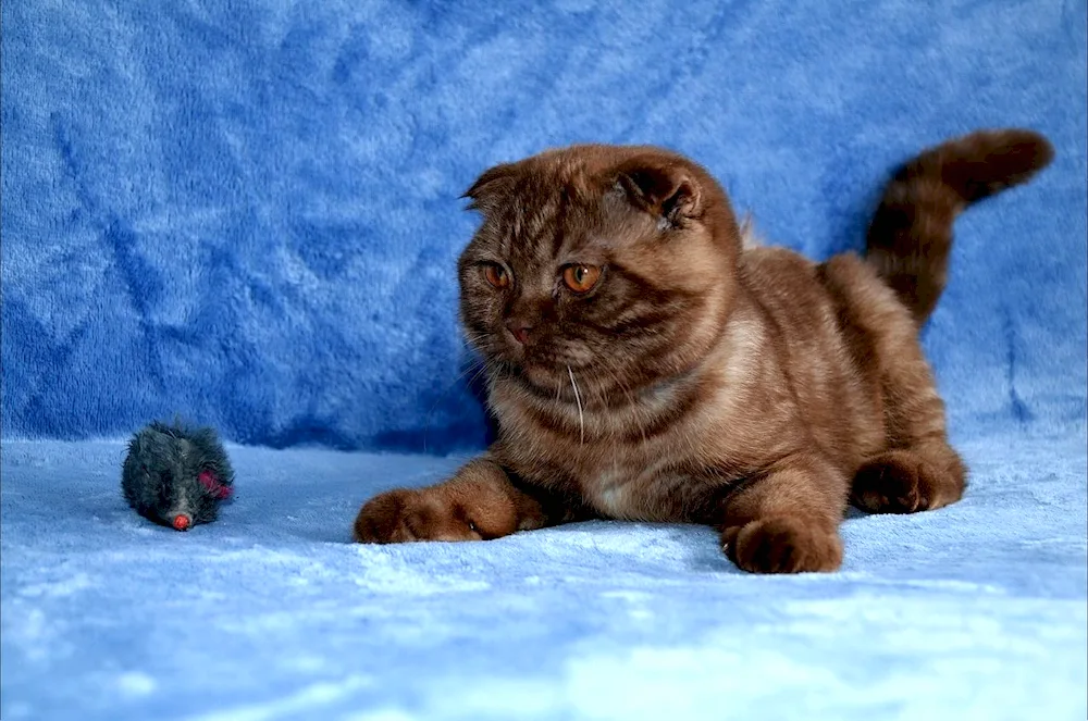 Scottish Fold Harlequin