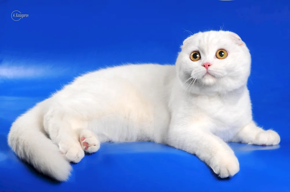 Scottish Fold white